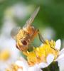 Leskia aurea